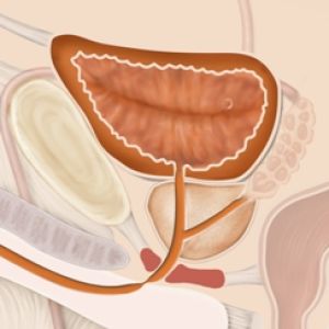 Medical illustration of the urethra, the tube carrying urine from the bladder out of the body.