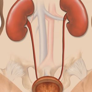 Illustration of the ureters, two tubes connecting the kidneys to the bladder