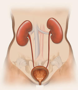 Illustration of the human urinary system showing kidneys, ureters, bladder, and urethra.